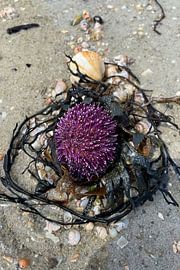 Paarse zee-egel in donker zeegras van Theodor Decker