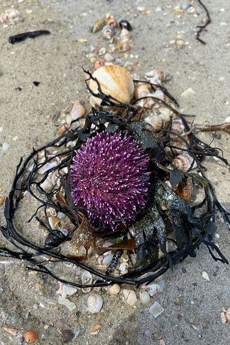 Paarse zee-egel in donker zeegras