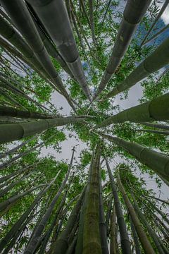 Bamboe bomen van Sjoerd Van der Pluijm