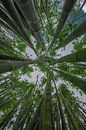 Bamboe bomen van Sjoerd Van der Pluijm thumbnail