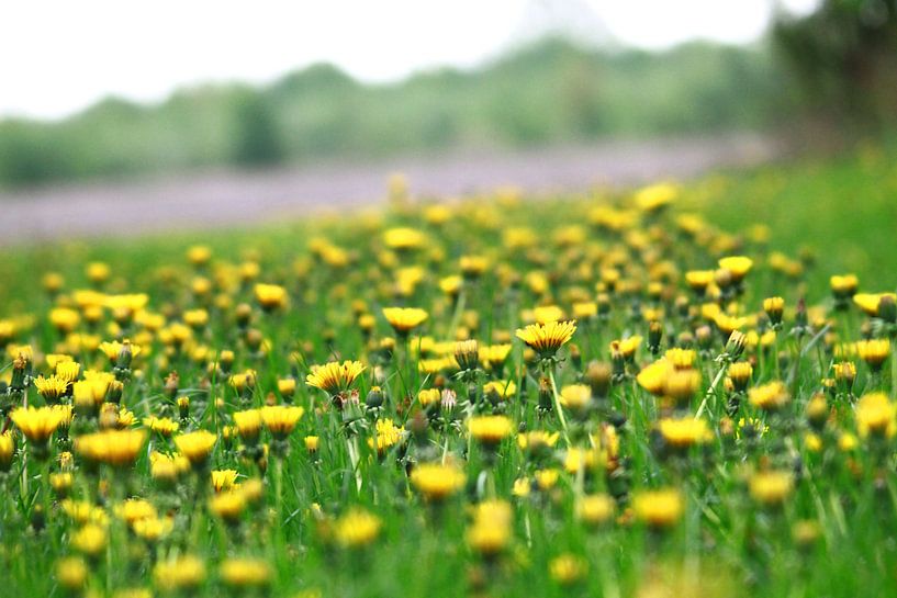 Paardebloemen by Cor de Jong Fotografie