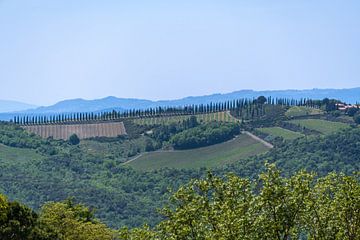 Cipressenlaan in Toscane van Peter Baier