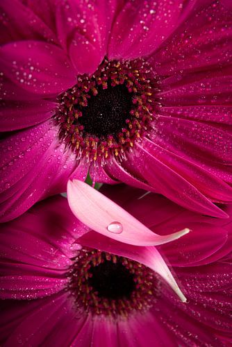 The pink gerbera with lost leaf with drop by Marjolijn van den Berg
