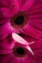 Die rosa Gerbera mit verlorenem Blatt mit Tropfen von Marjolijn van den Berg Miniaturansicht