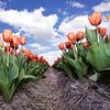  Endlose Reihe von roten Tulpen von Fotografie Egmond