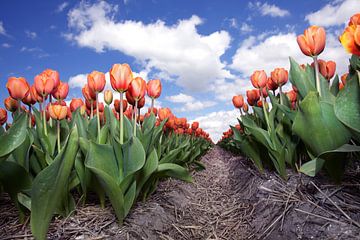 Endless row of red tulips