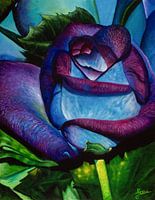 Rose bleu-violet