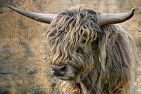 Schotse Hoogland Vee jonge stier