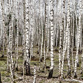 Closely planted young birch trees in the Veluwe National Park. by John Duurkoop