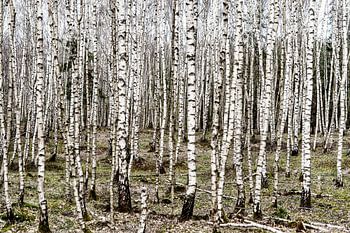 Jong berkenbos in een winters landschap op de Veluwe