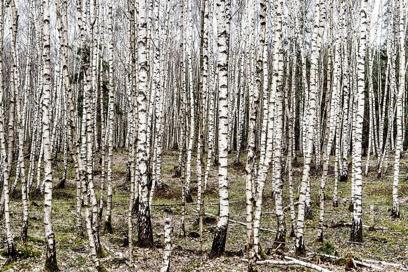 Junger Birkenwald in einer Winterlandschaft auf der Veluwe von John Duurkoop