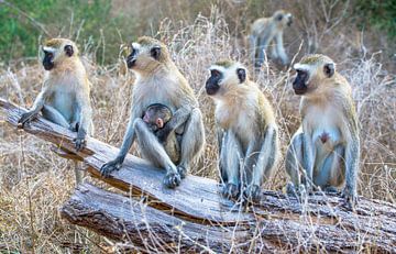 vervet apen, Kenia van Jan Fritz