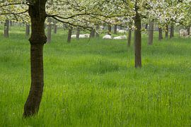 a spring meadow with cherry blossoming trees by Ed de Cock
