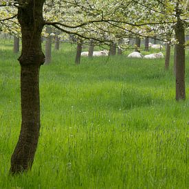 a spring meadow with cherry blossoming trees von Ed de Cock