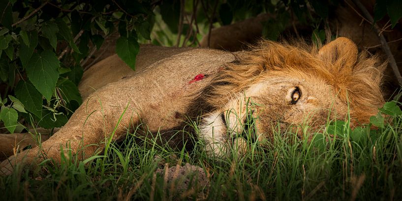 Lion King by Marco Schmierl
