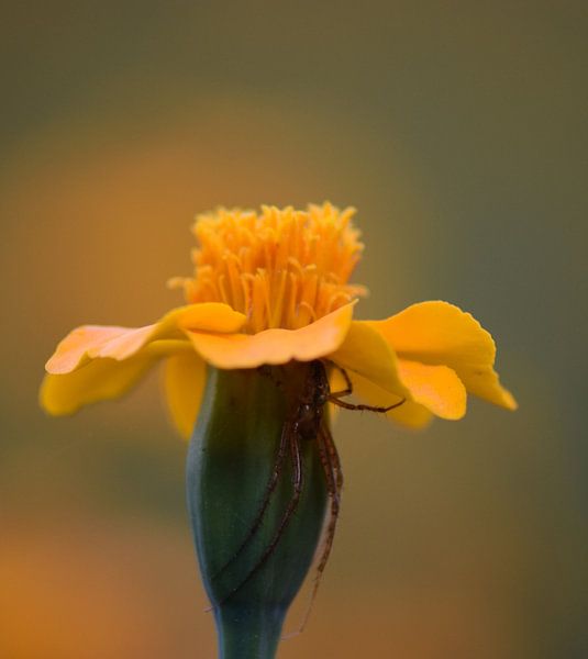 Verstopte spin von Miranda Rijnen Fotografie