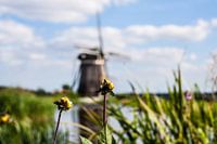 Bloem met molen