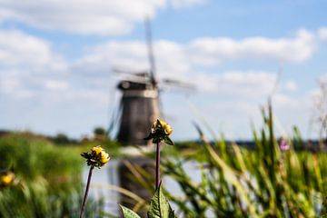 Flower with mill by Ronald Blonk
