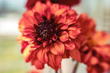 Rode dahlia in het zonlicht van Ineke Huizing