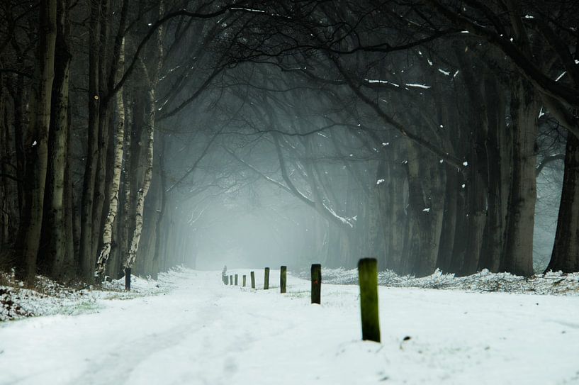 Into the Mist van Martin Podt