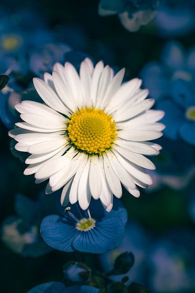 Lost in Blue by Ernesto Schats