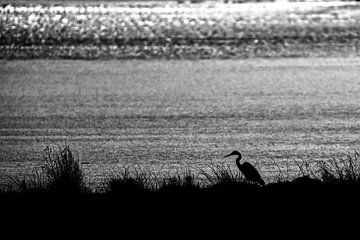 Silhouette d'un héron sur Frank Heinz