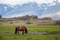 IJslands paard van Ab Wubben thumbnail