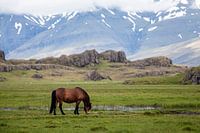 IJslands paard