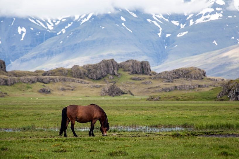 IJslands paard van Ab Wubben