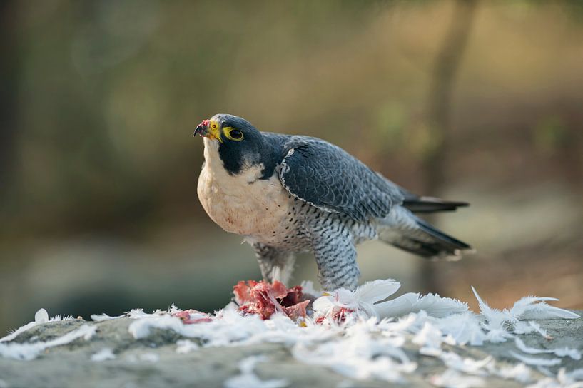 Wanderfalke * Falco peregrinus * am Rupf von wunderbare Erde