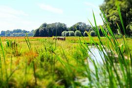 Paarden in de Biesbosch by Marian Klerx