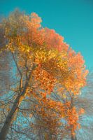 Turquoise and colors