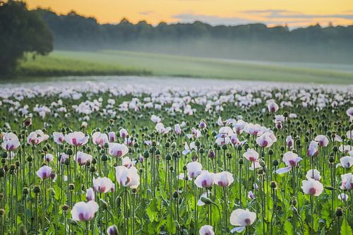 Feld voller Mohnblumen