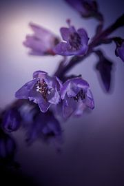 Violettes Flüstern von Judy Pietuszko