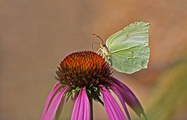 Citroenvlinder by Sandra van Wingerden