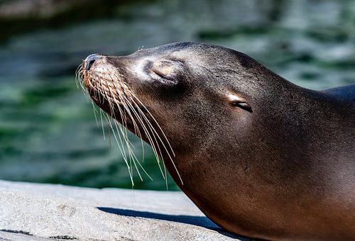 California sea lion