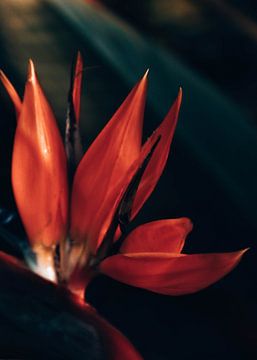Tropische rode bloem van Atlasinmyhand