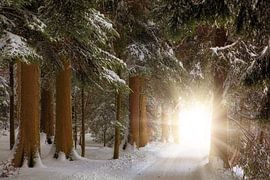 W I N T E R W A L D von Thomas Herzog