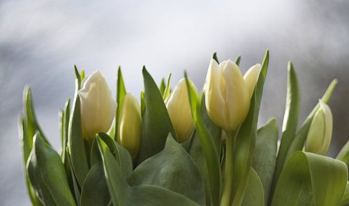 Frisse witte tulpen, fresh white tulips