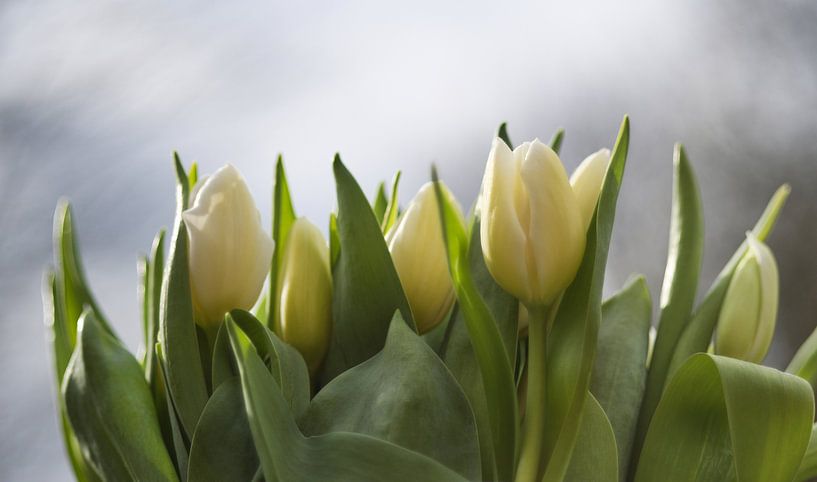 Frische weiße Tulpen, frische weiße Tulpen von Jolanda de Jong-Jansen