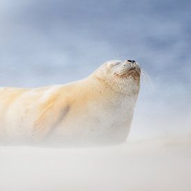 gewone zeehond van Pim Leijen