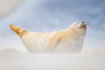 gewone zeehond van Pim Leijen