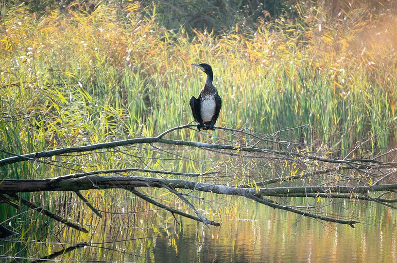 Kormoran in der Morgensonne 1/3 von Lisa Jansen