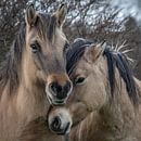 Konik paarden op natuurgebied Lentevreugd van Dirk van Egmond thumbnail