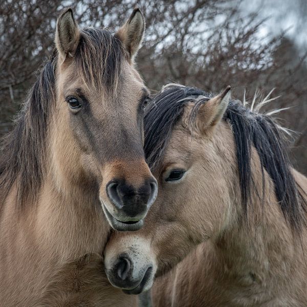Konik paarden op natuurgebied Lentevreugd van Dirk van Egmond
