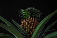 Pineapple plant (2) by Rob Burgwal thumbnail