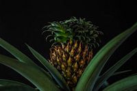 Ananasplant (2)