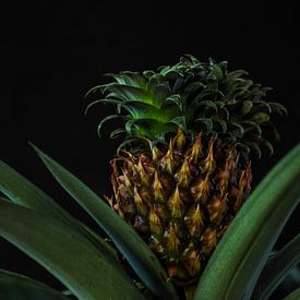 Ananasplant (2) van Rob Burgwal