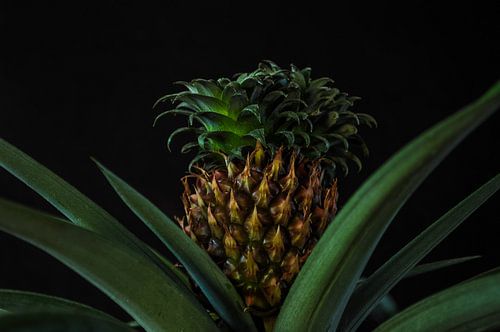 Pineapple plant (2)