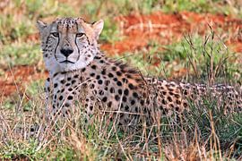 Cheetah in Kruger National Park South Africa by WiWo